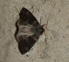 Cymatophorina diluta
